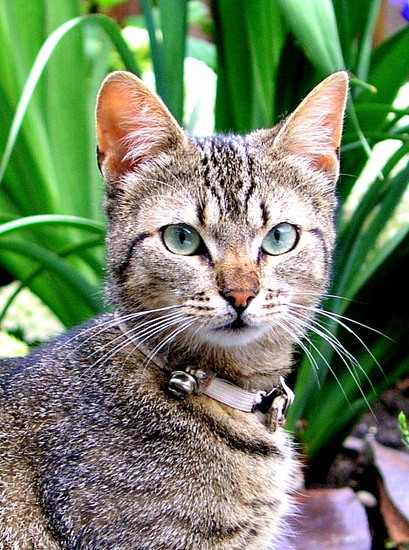 Muis