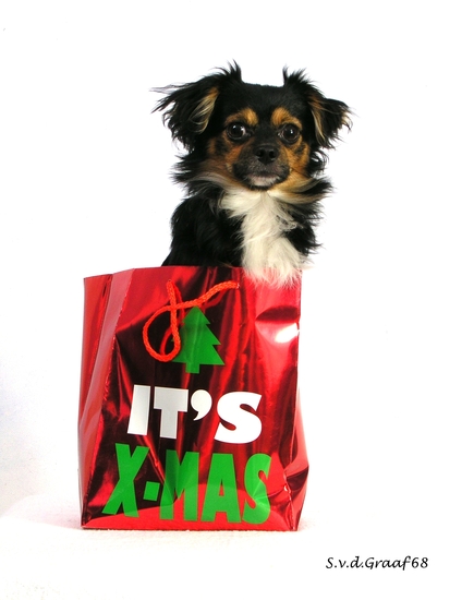 Taco (kerstkaart)
