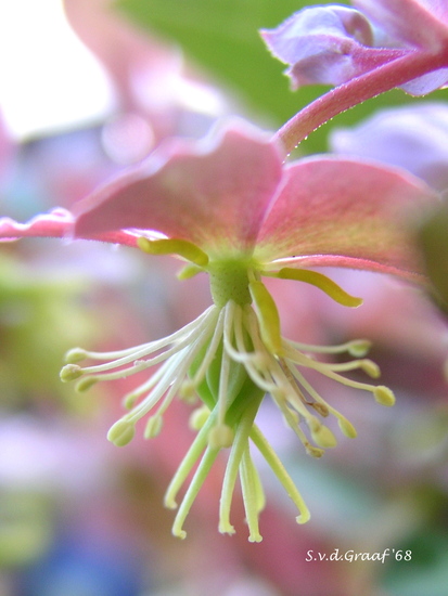 Helleborus