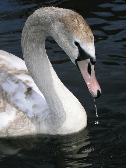 Zwaan