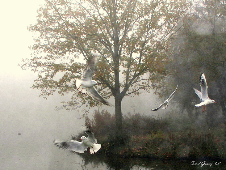 Meeuwen in de mist