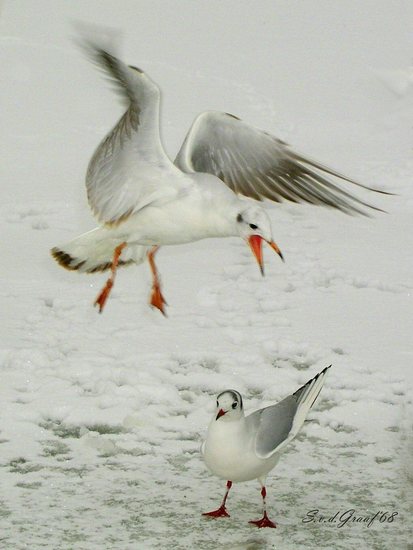 Meeuwen winter