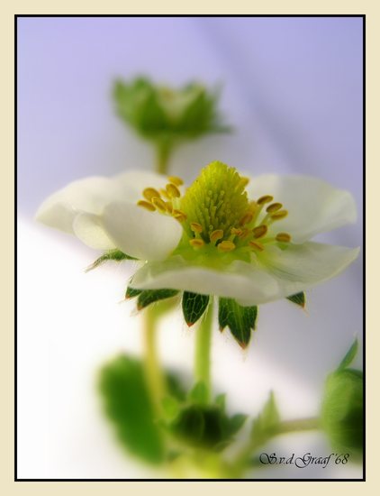 Aardbei plant
