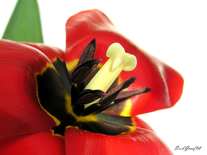 Tulp rood
