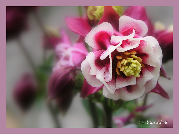 Roze bloem