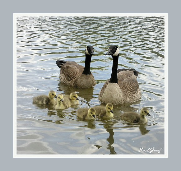 Canadese gans