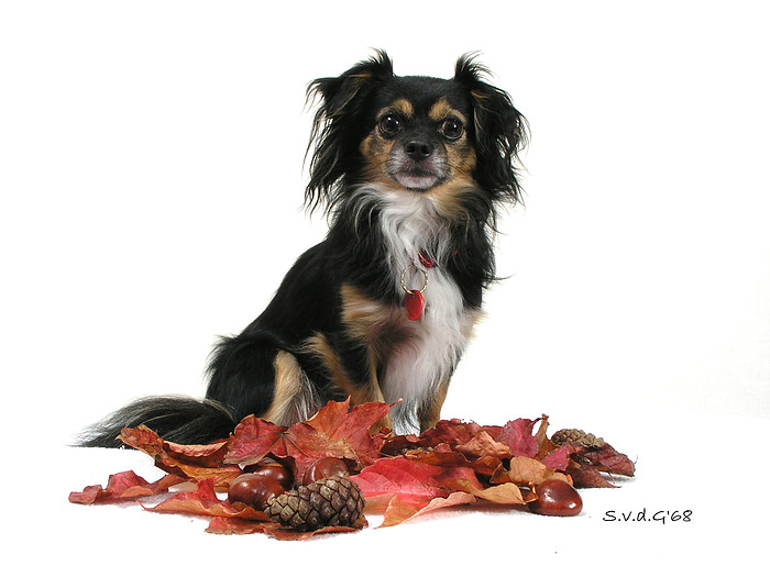 Taco 'Herfst'