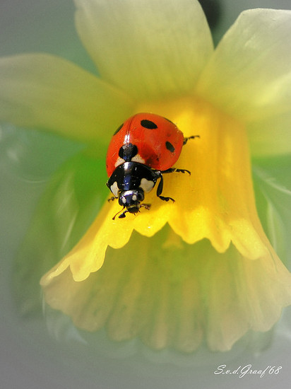 Lieveheersbeestje op Narcis