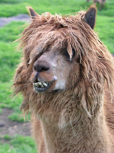Lama