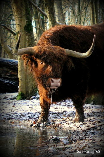 Schotse hooglander