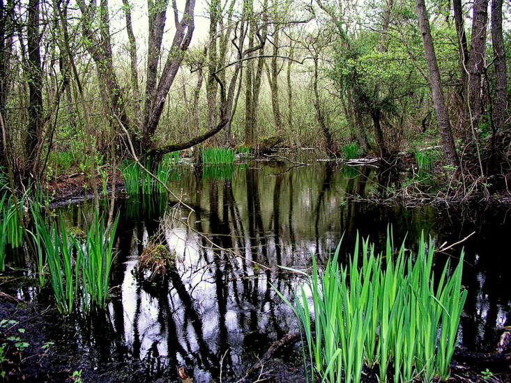 Quakjeswater