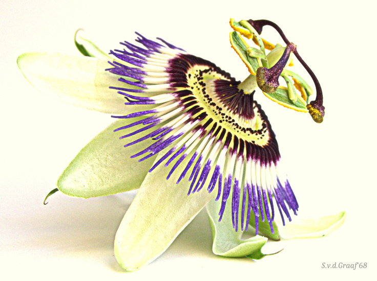 Passiebloem