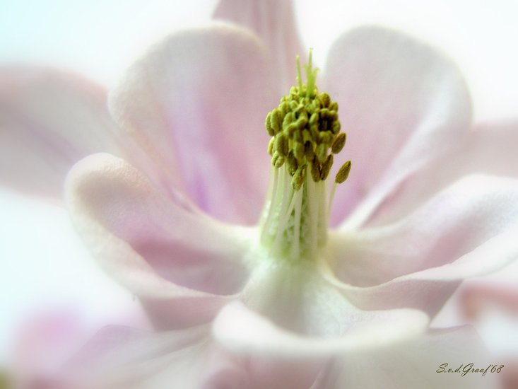 Roze bloem