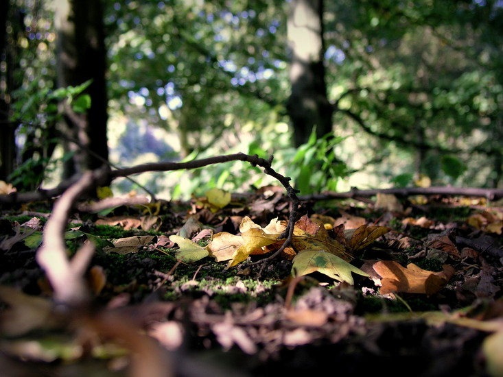Bergse bos