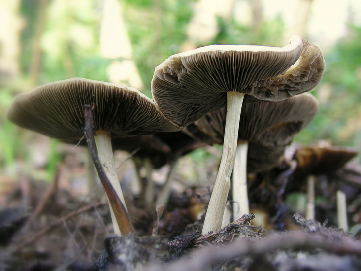 paddestoelen