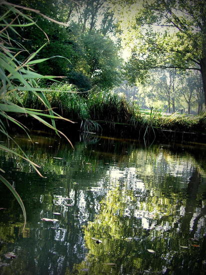 bergsenbos