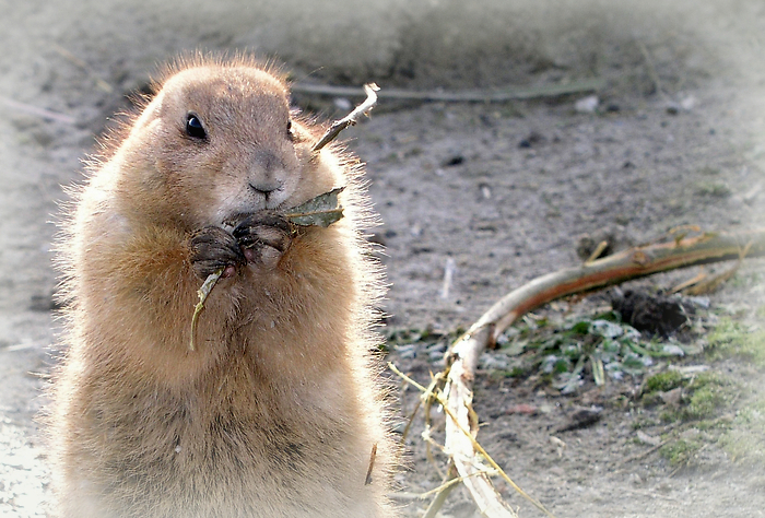 Prairie hondje