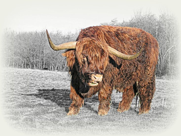 Schotse Hooglander