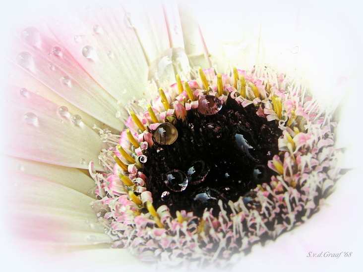 Gerbera