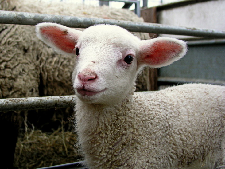 Lammetje
