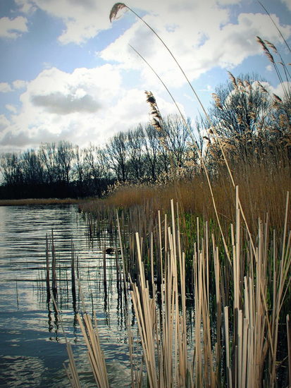 Riet & Lucht
