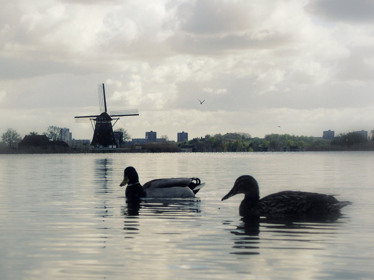 Molen en eendjes