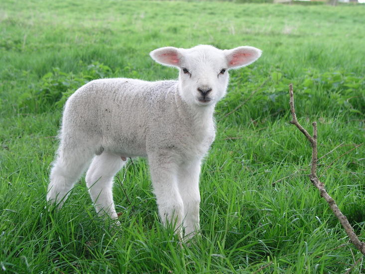 Lammetje