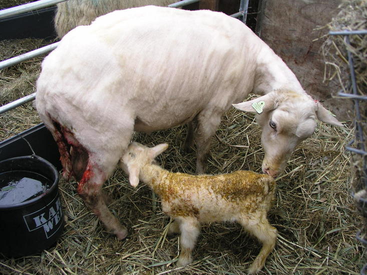 Just born 1