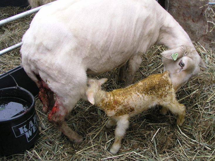 Just born 2