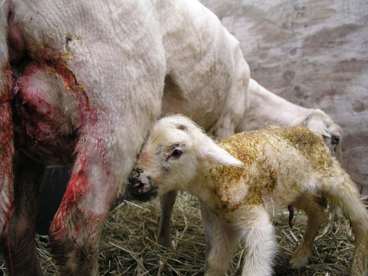 Just born 3