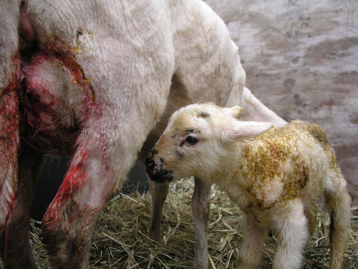 Just born 4