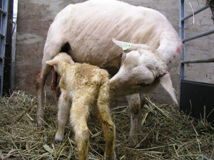 Just born 5