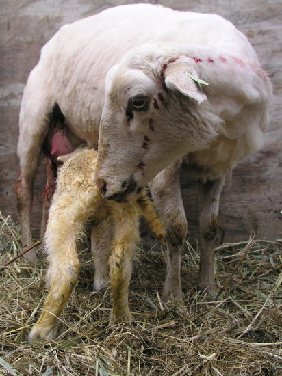 Just born 6