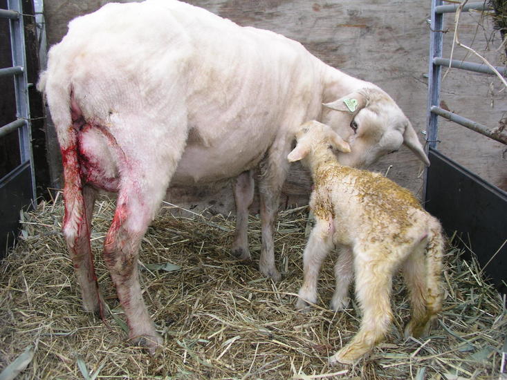Just born 7