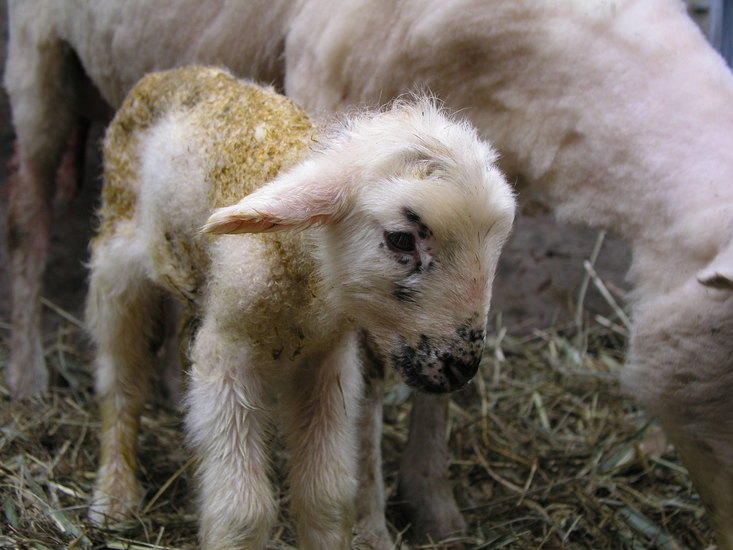 Just born 8