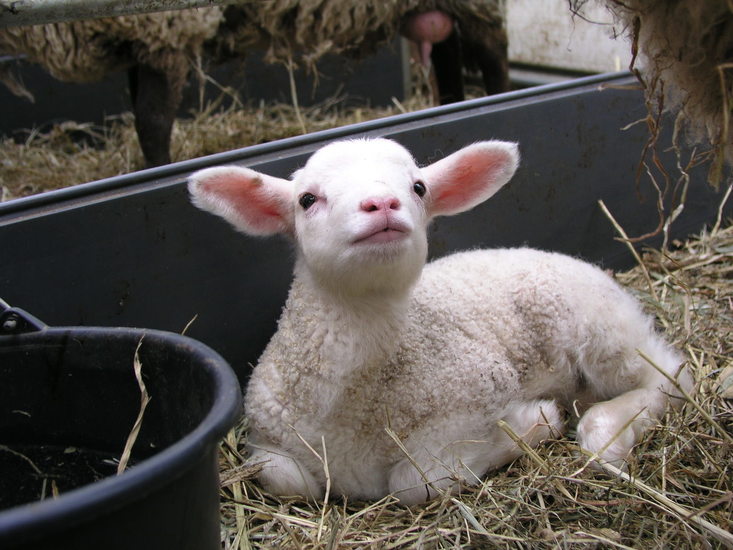 Lammetje