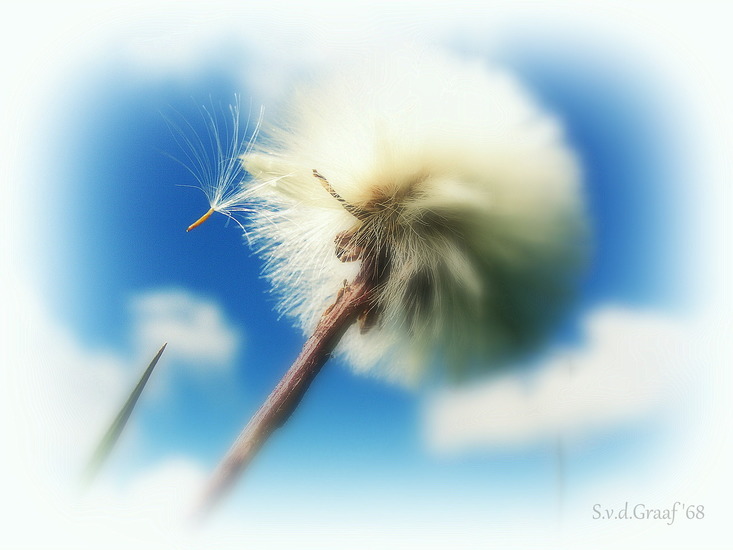 Paardebloem