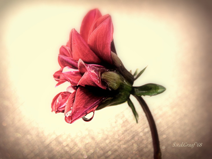 Dahlia