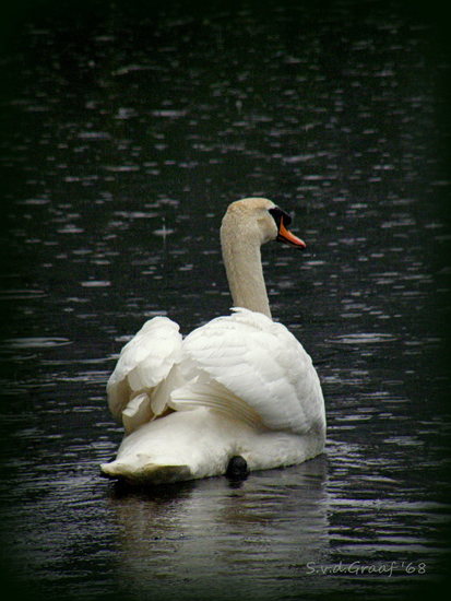 Zwaan