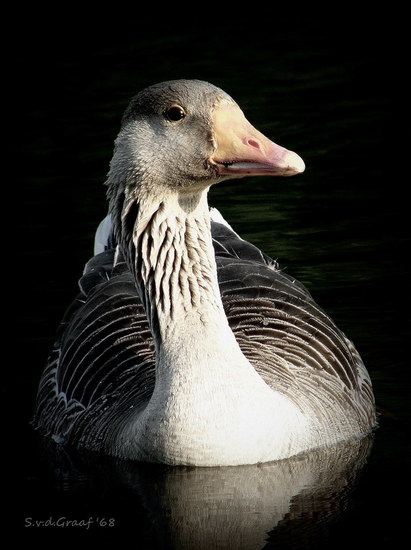 Gans