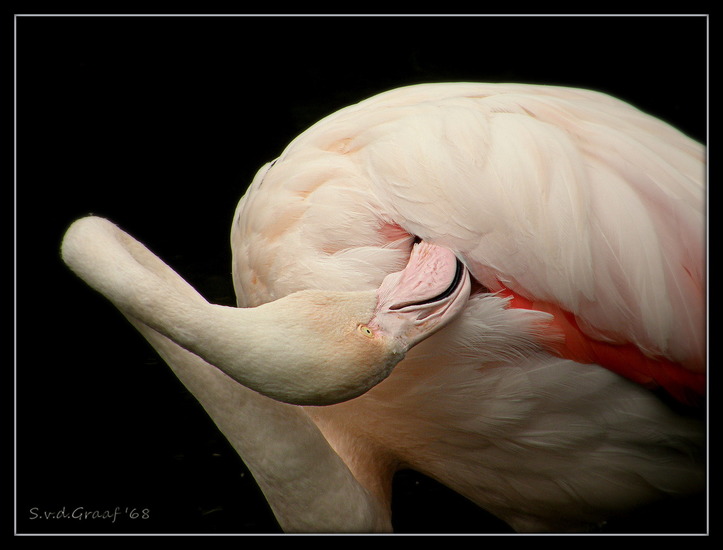 Flamingo