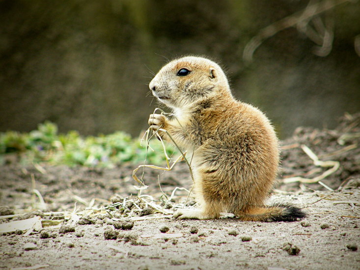 Prairie hondje