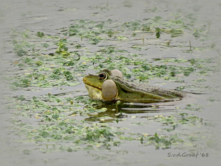 Groene kikker