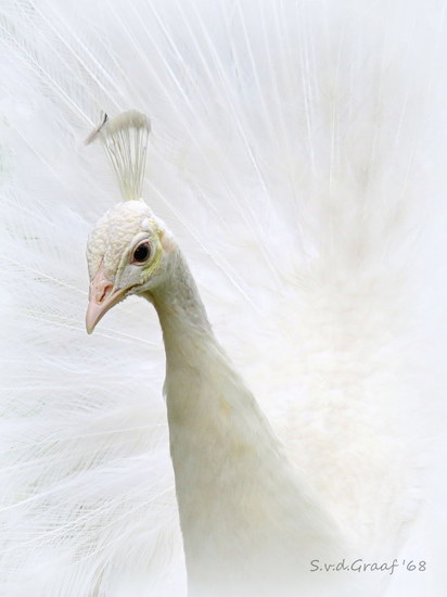 Witte pauw