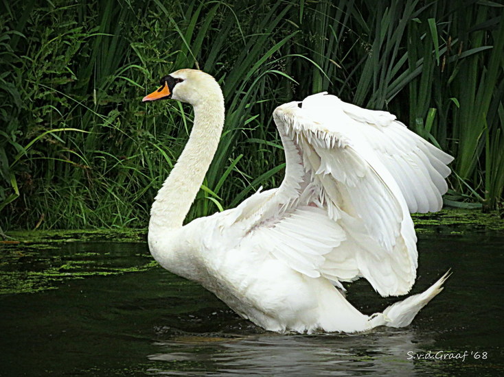 Zwaan