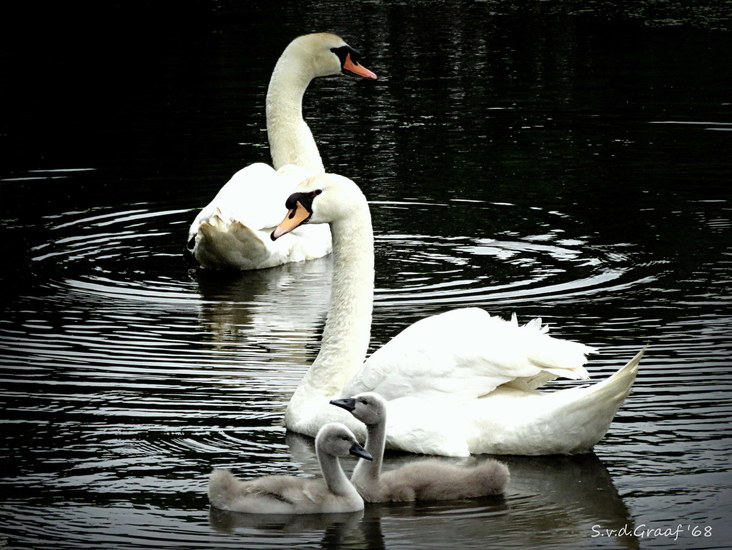 Zwanen familie