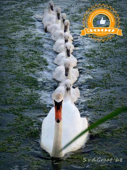 Zwanen familie