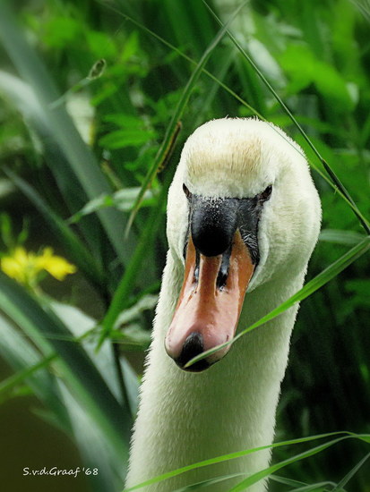 Zwaan