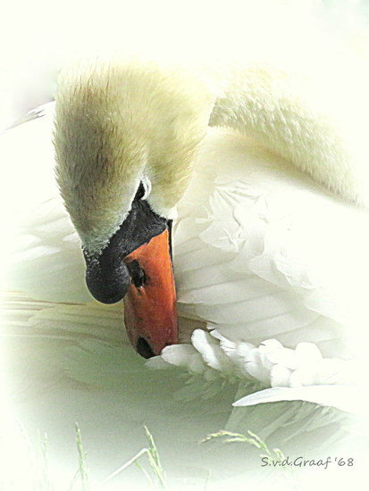 Zwaan