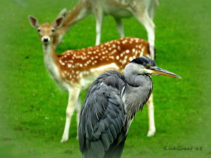 Blauwe Reiger
